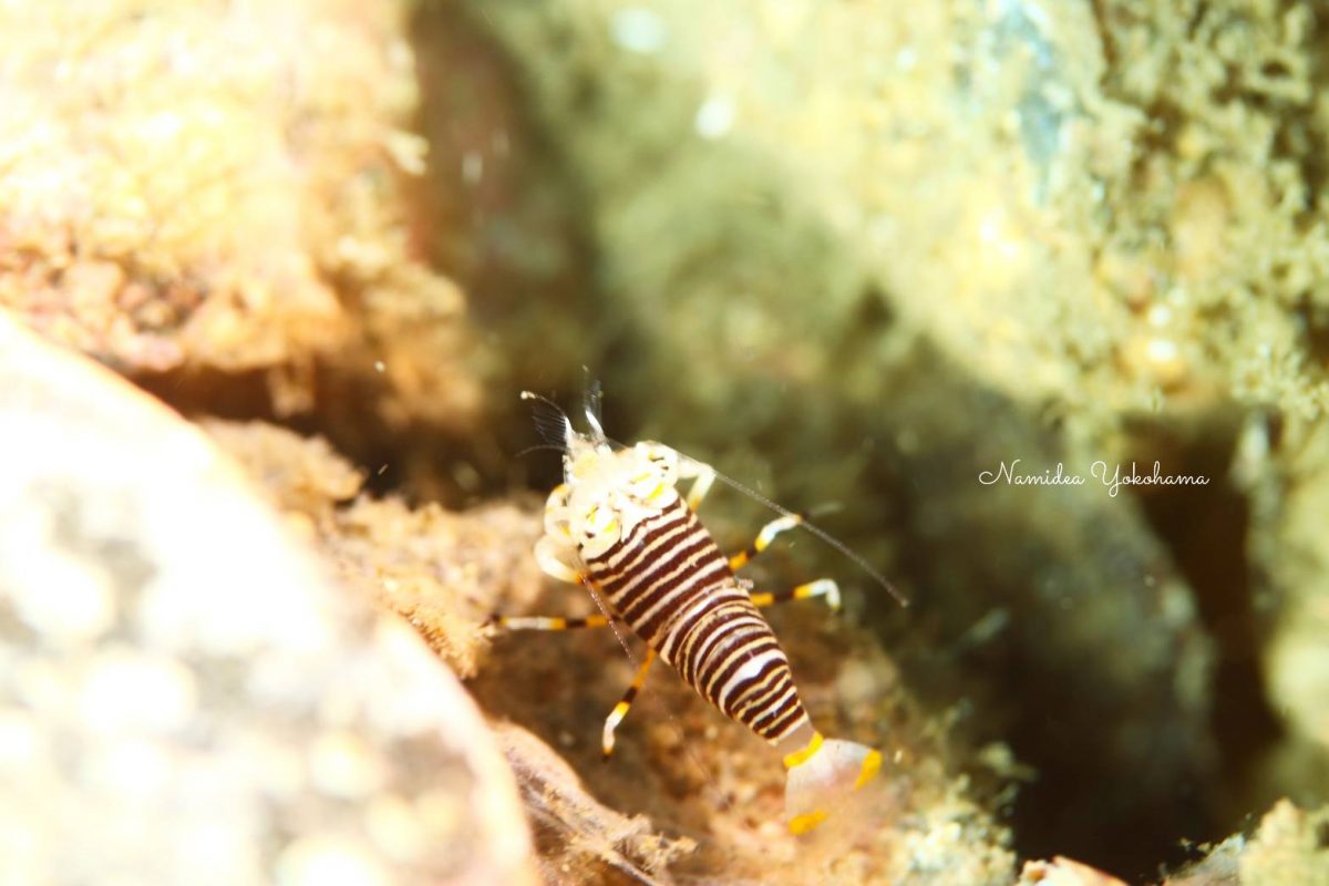 奇跡的に発見できたヨコシマエビ