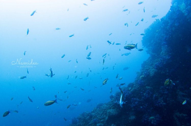 Namidea 2020春のコテージツアー!