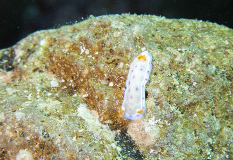 Namidea 2020春のコテージツアー!