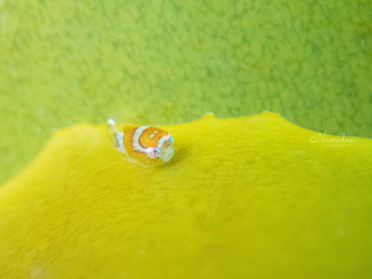 Namidea Yokohama 春の三連休!