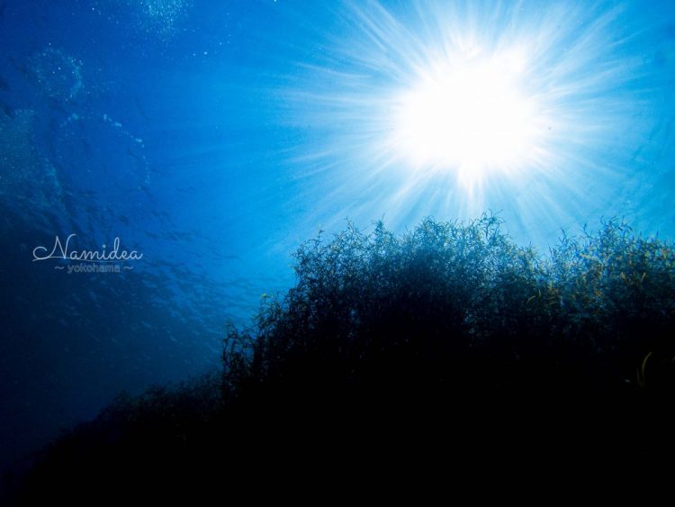 Namidea Yokohama 春の三連休!