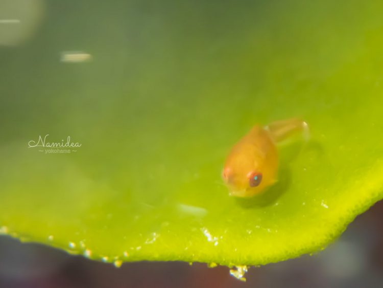 Namidea 春のダンゴウオツアー!