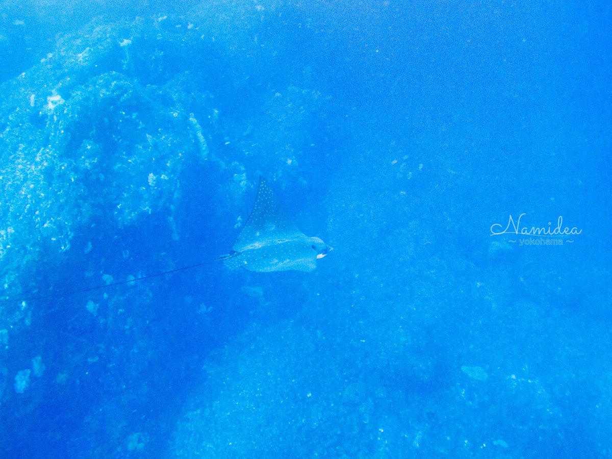 Namidea神子元春の陣!!