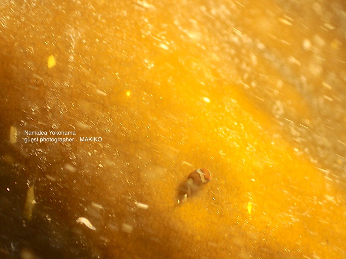 Namidea Yokohama 天使の輪 エンジェルダンゴウオ