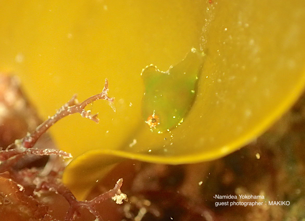 ナミディア このサイズ、この色!!最高に可愛いダンゴウオ!