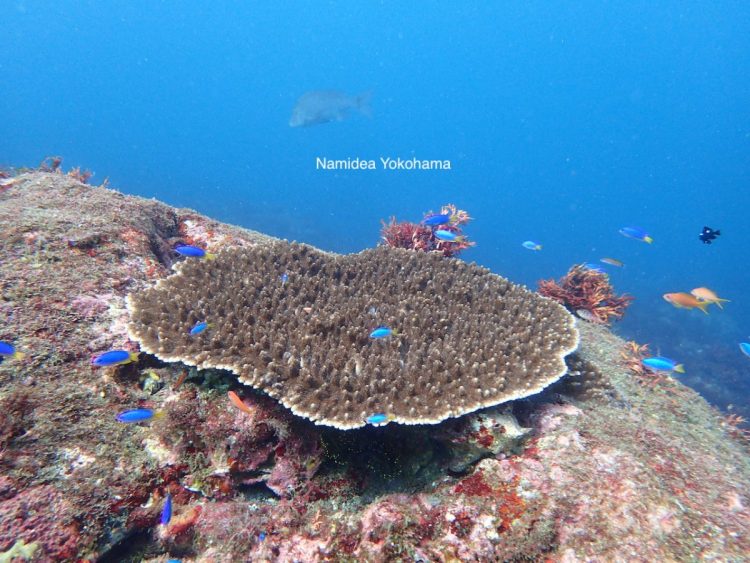 伊豆大島のテーブルサンゴ