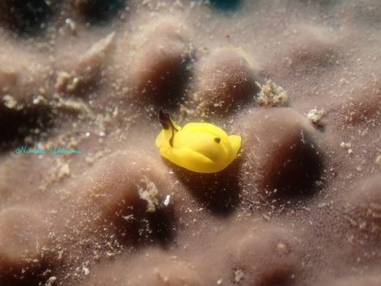 岩ツアー　鮮やから黄色が目立っていました　キイロウミコチョウ