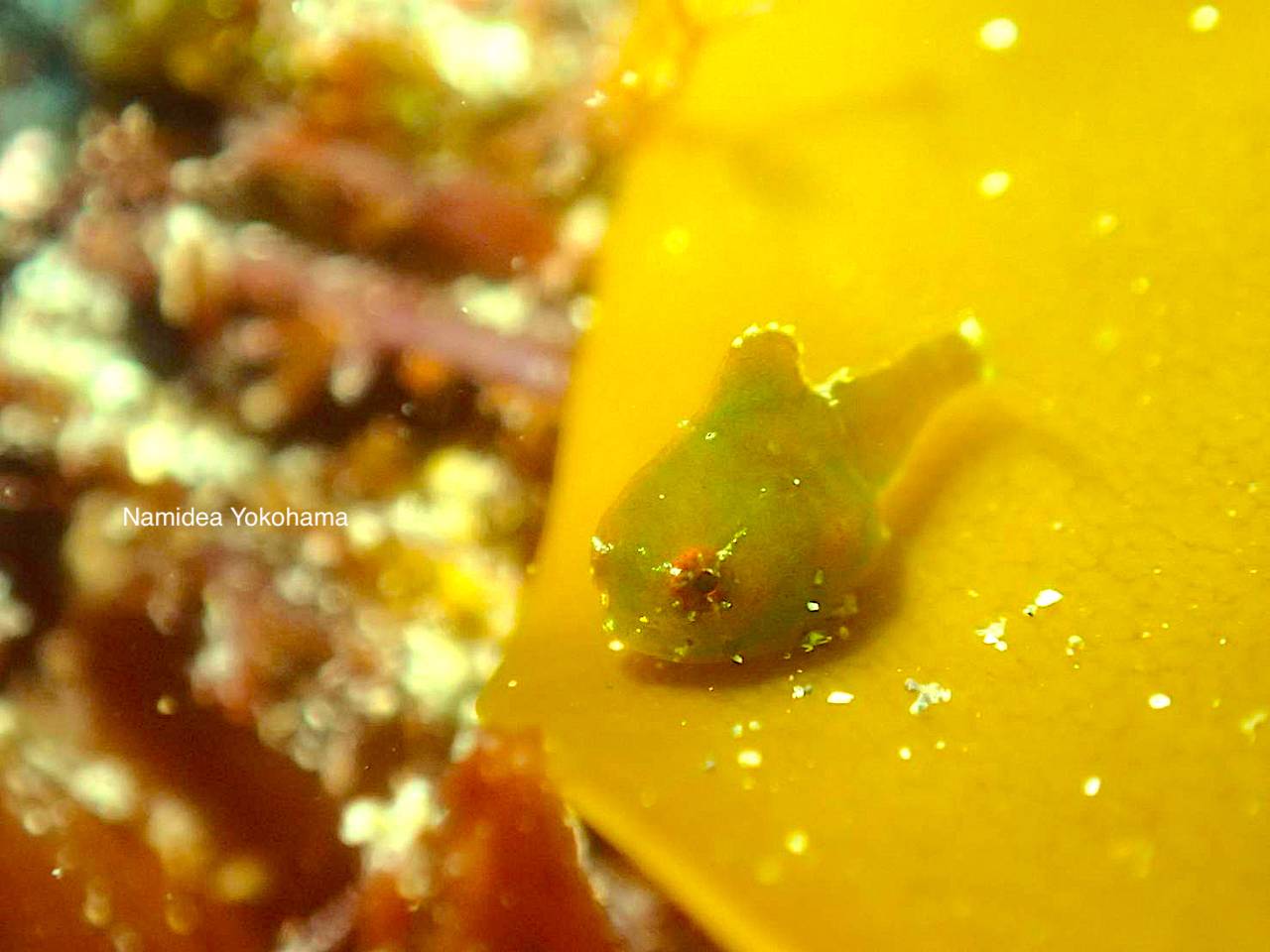 ナミディア  城ヶ島梶の浜　ダンゴウオ捜索ダイブ