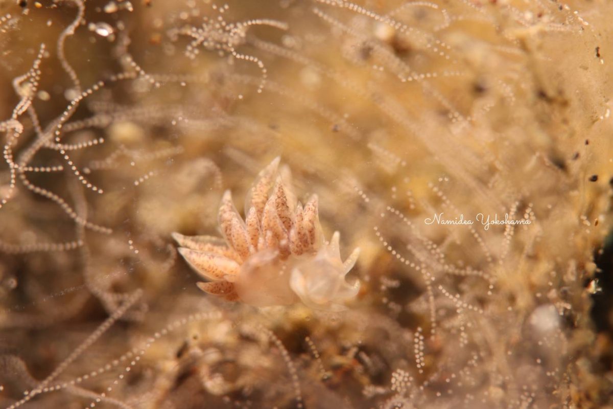 崩壊寸前の卵塊に住むウミウシ