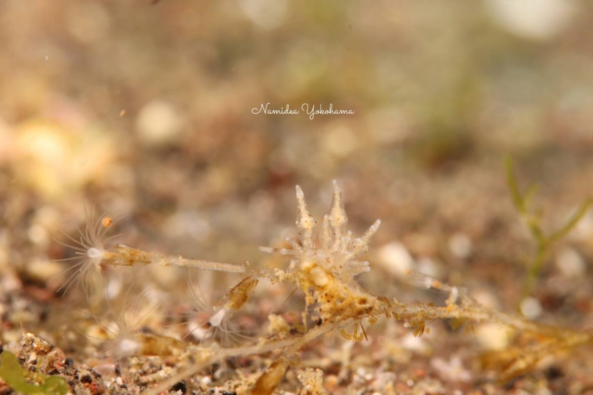 小さすぎてなかなか見えないウミウシ