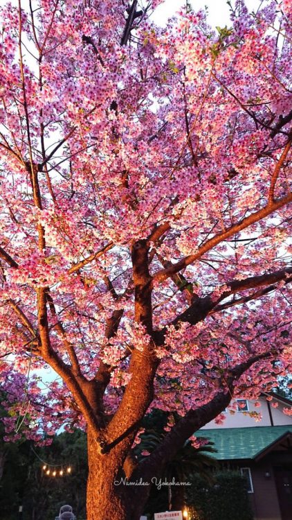 ライトアップ中のコテージの桜は満開!!