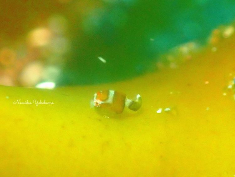 真鶴でもエンジェルダンゴウオに会うことができました〜！