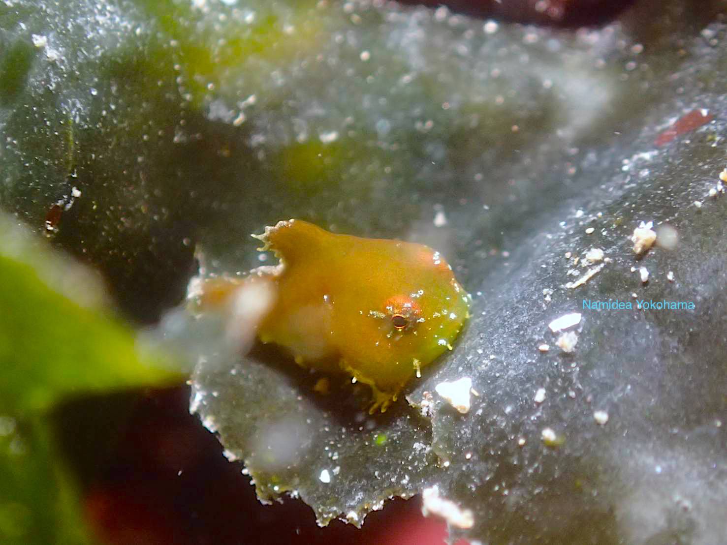 みどり色のダンゴウオ