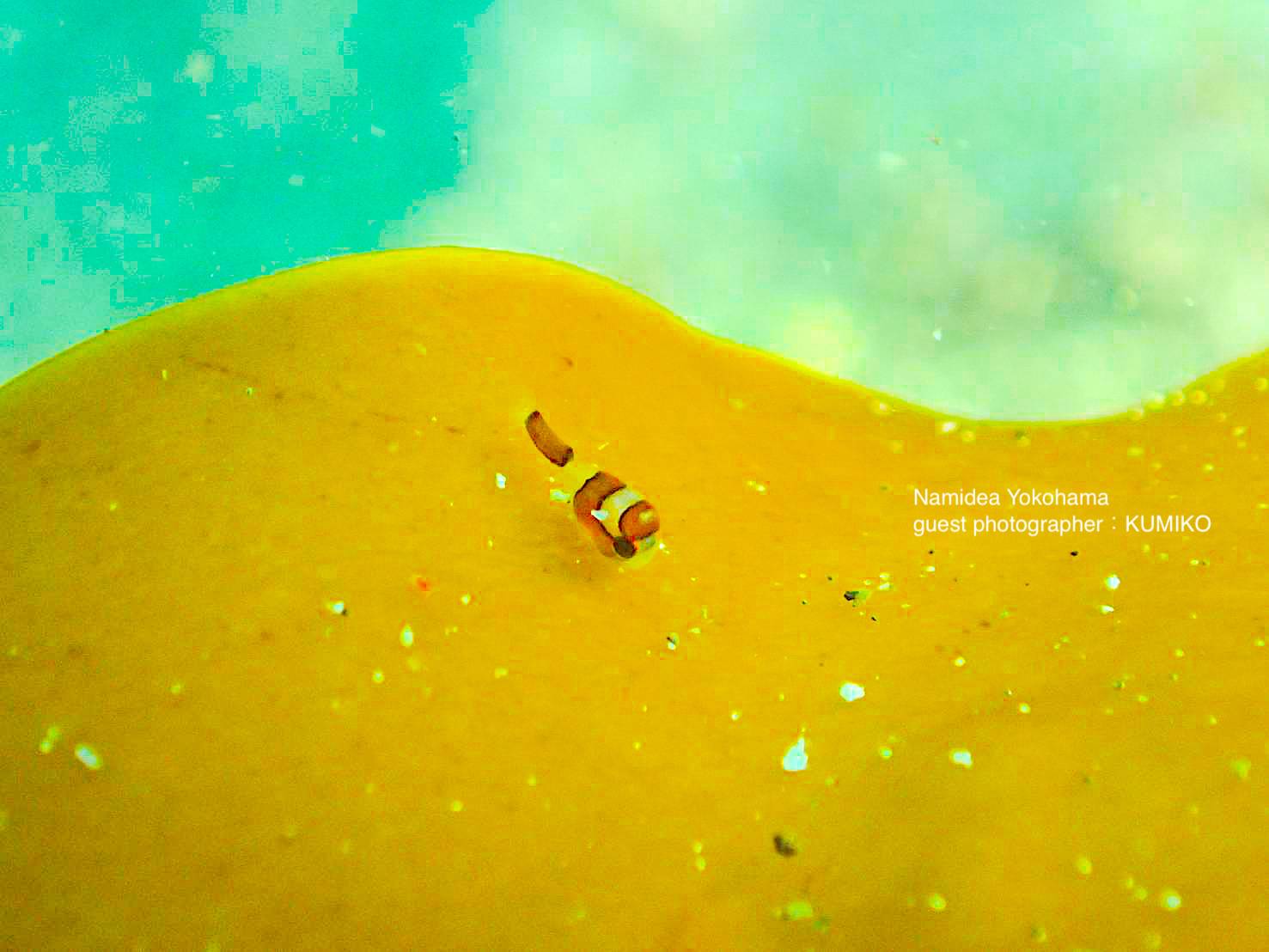 小さすぎる!可愛すぎる!!ダンゴウオ!!