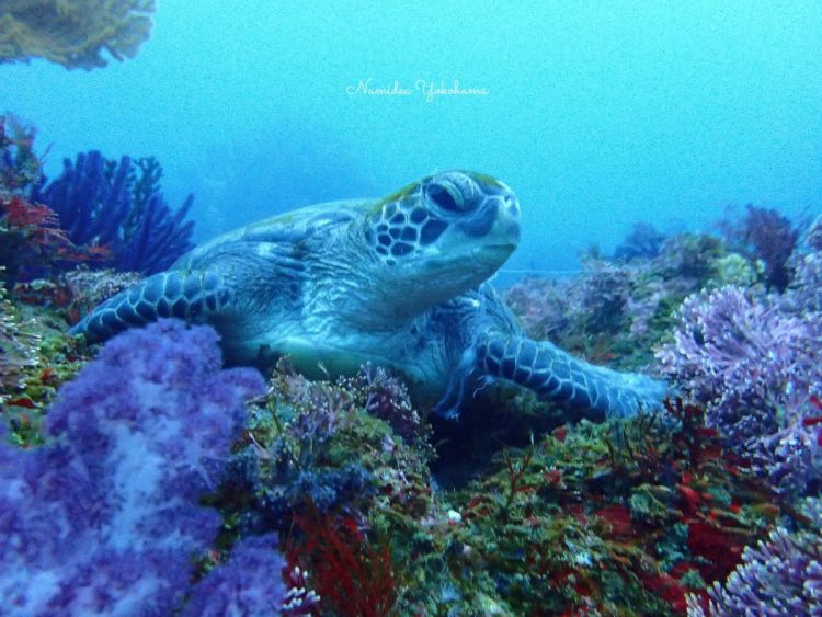 北川といえばカメ!!今回は会えました!