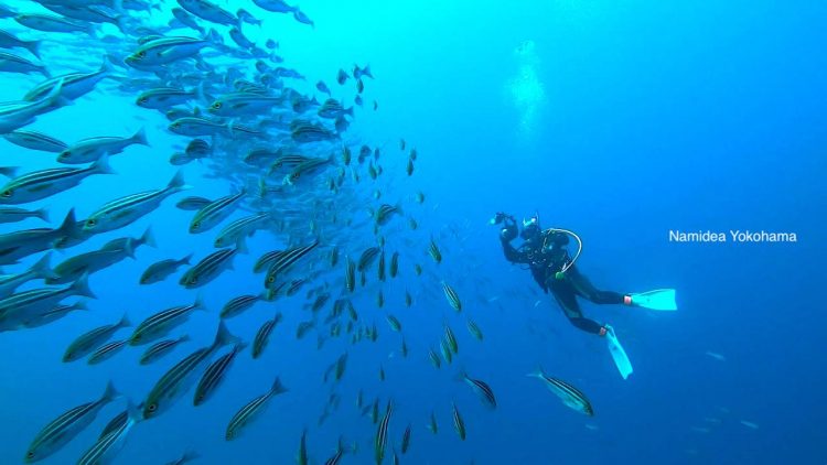 青い海とイサキの大群!最高の秋の浜!