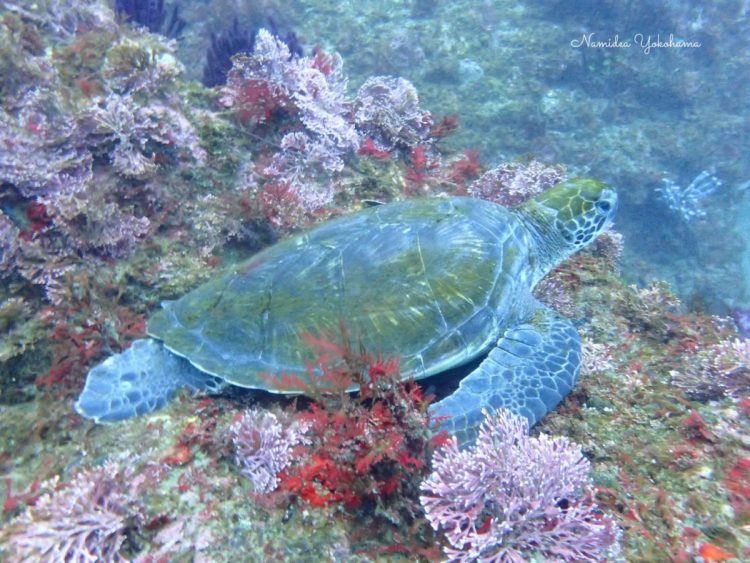 寝ていたのか、カメのこんなに近くまで寄ることができました!