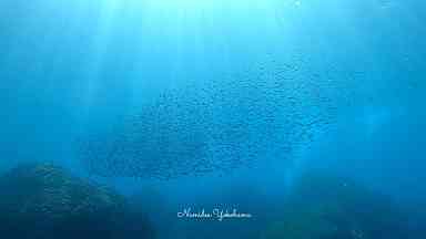 浅場の光のカーテンとイワシの群れ