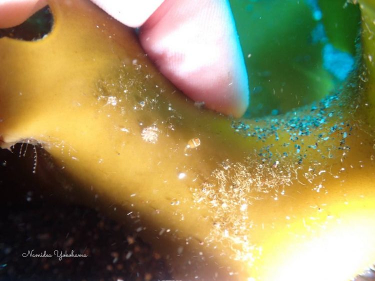 サイズ比較　小さすぎるエンジェルダンゴ