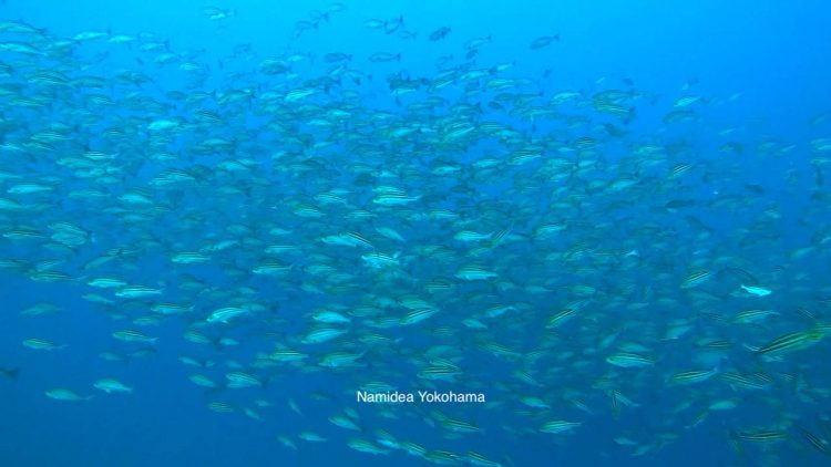何度潜ってもイサキの大群がお出迎え!