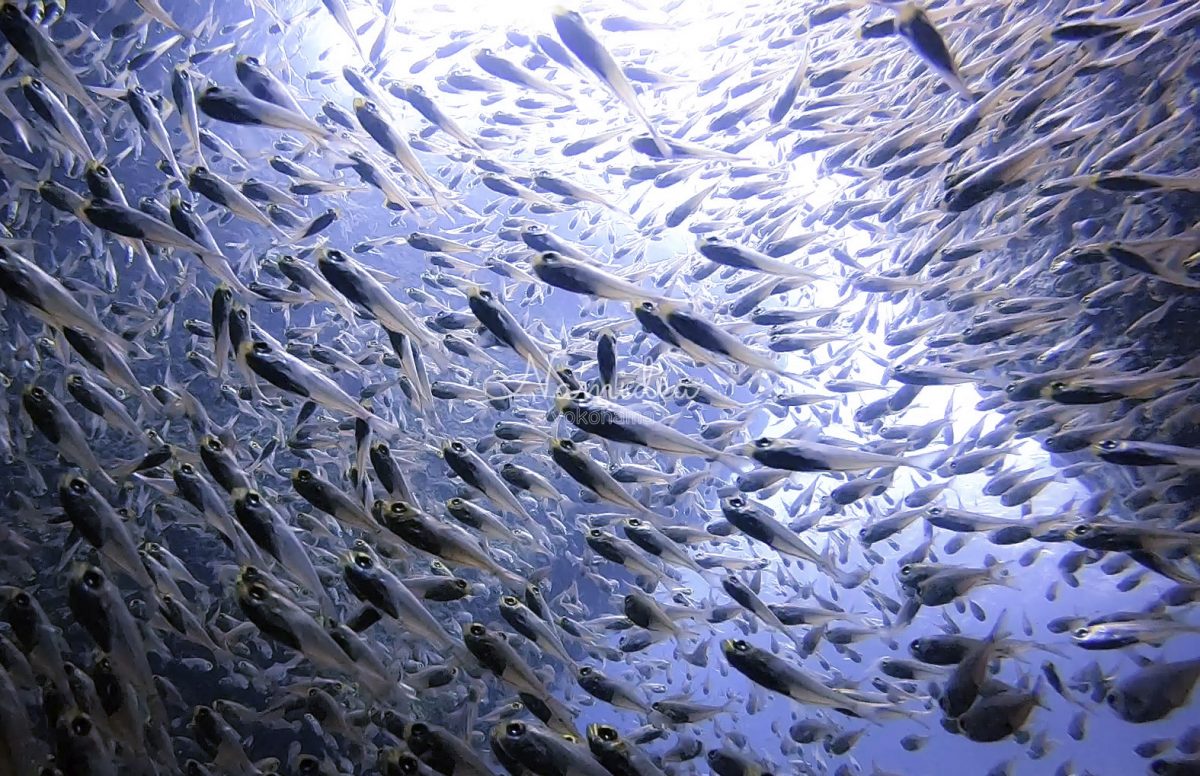 2020ナミディア夏の雲見ツアー!