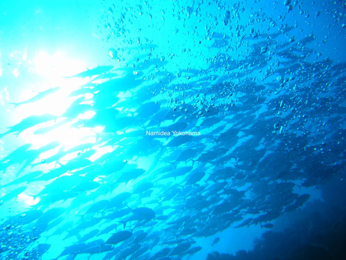 突然頭上に現れたギンガメの群れ
