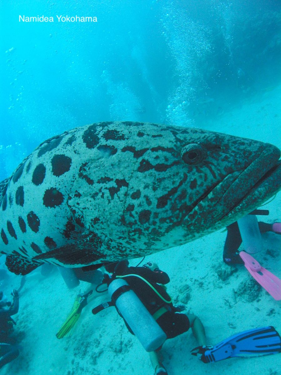 今回もポテトコッドは迫力満点