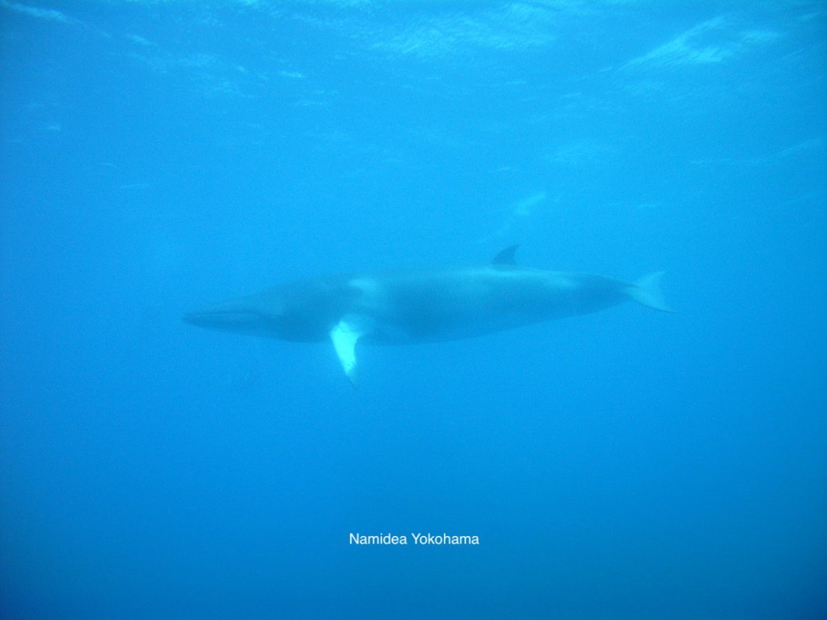 美しすぎるミンククジラ