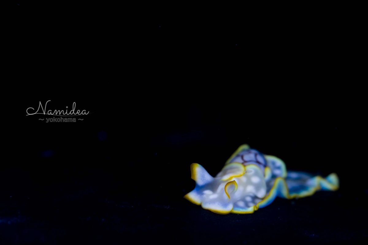 Namidea 初カメラ！