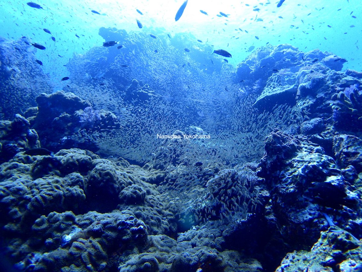 根を覆い尽くすほどの魚影