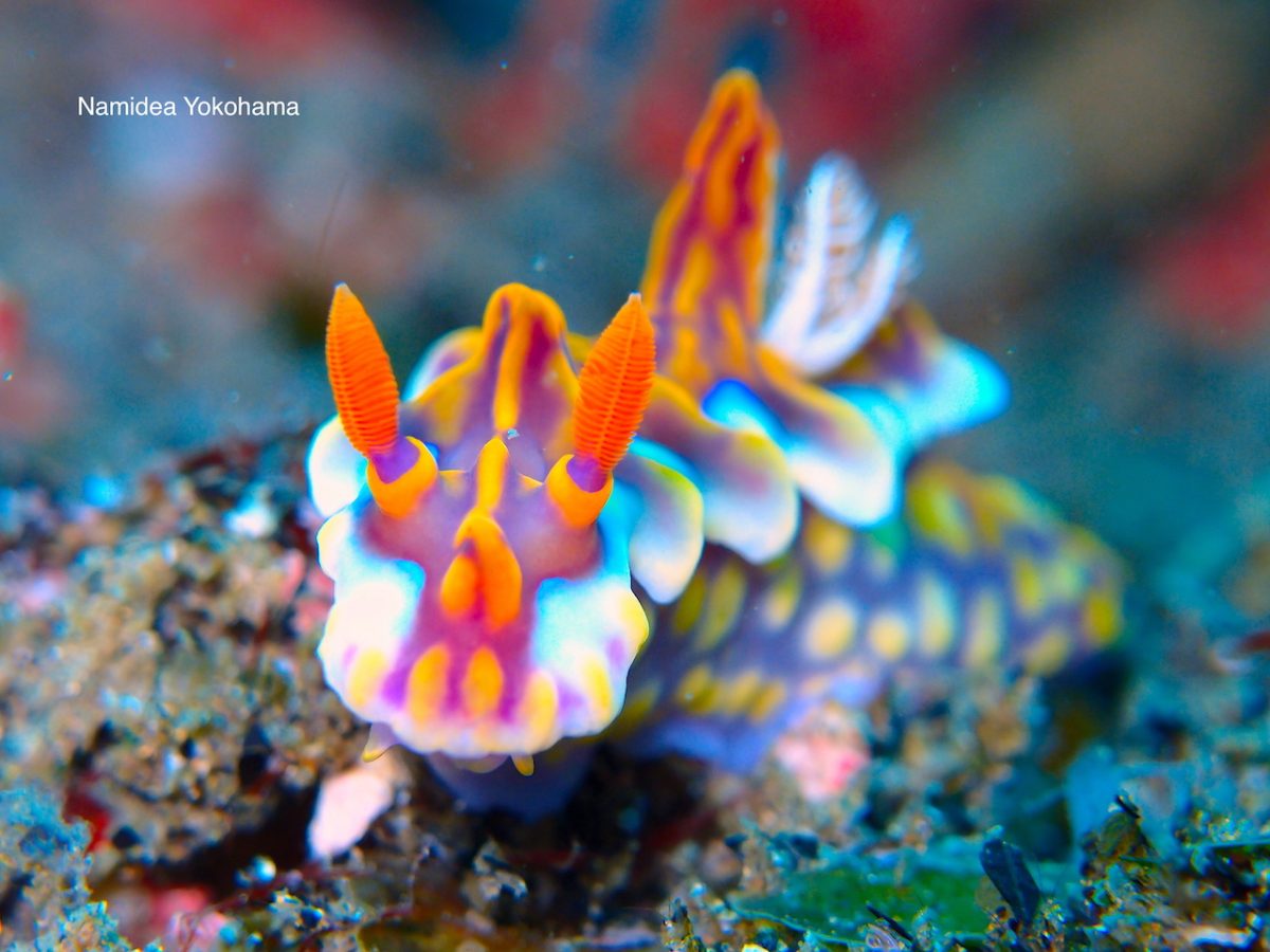 伊豆・北川で見たミアミラウミウシ