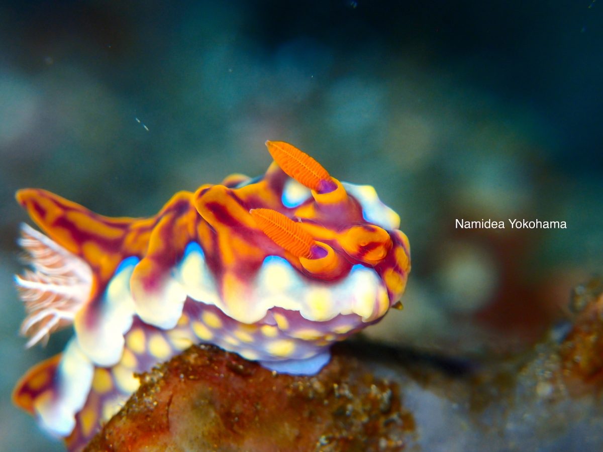 画面いっぱいにウミウシを撮りたかったころ