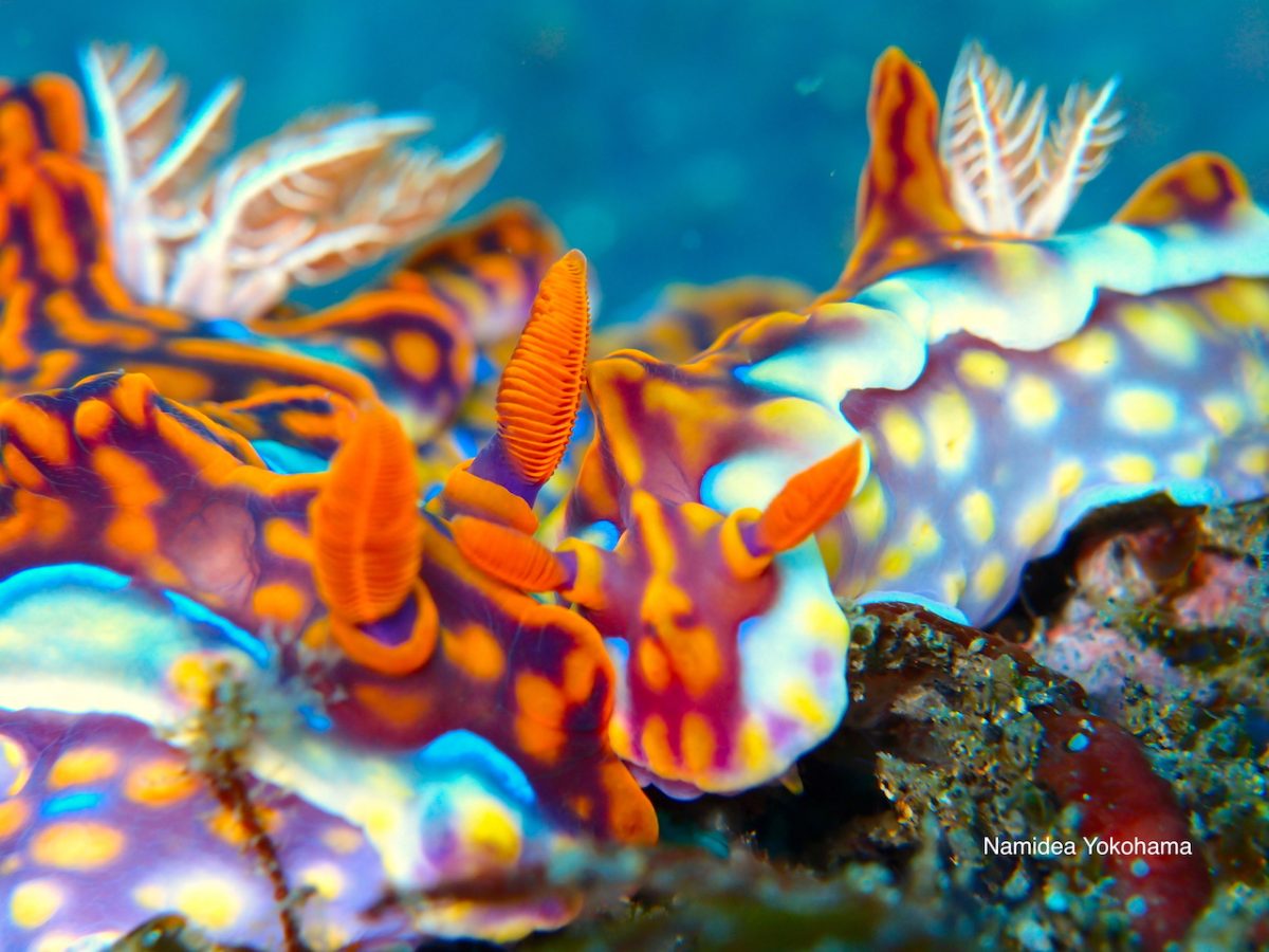 まさかのミアミラウミウシが２個体