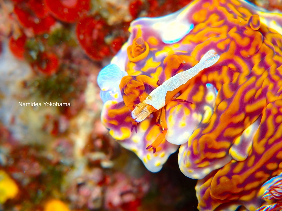 ミアミラウミウシに乗っかるウミウシカクレエビ