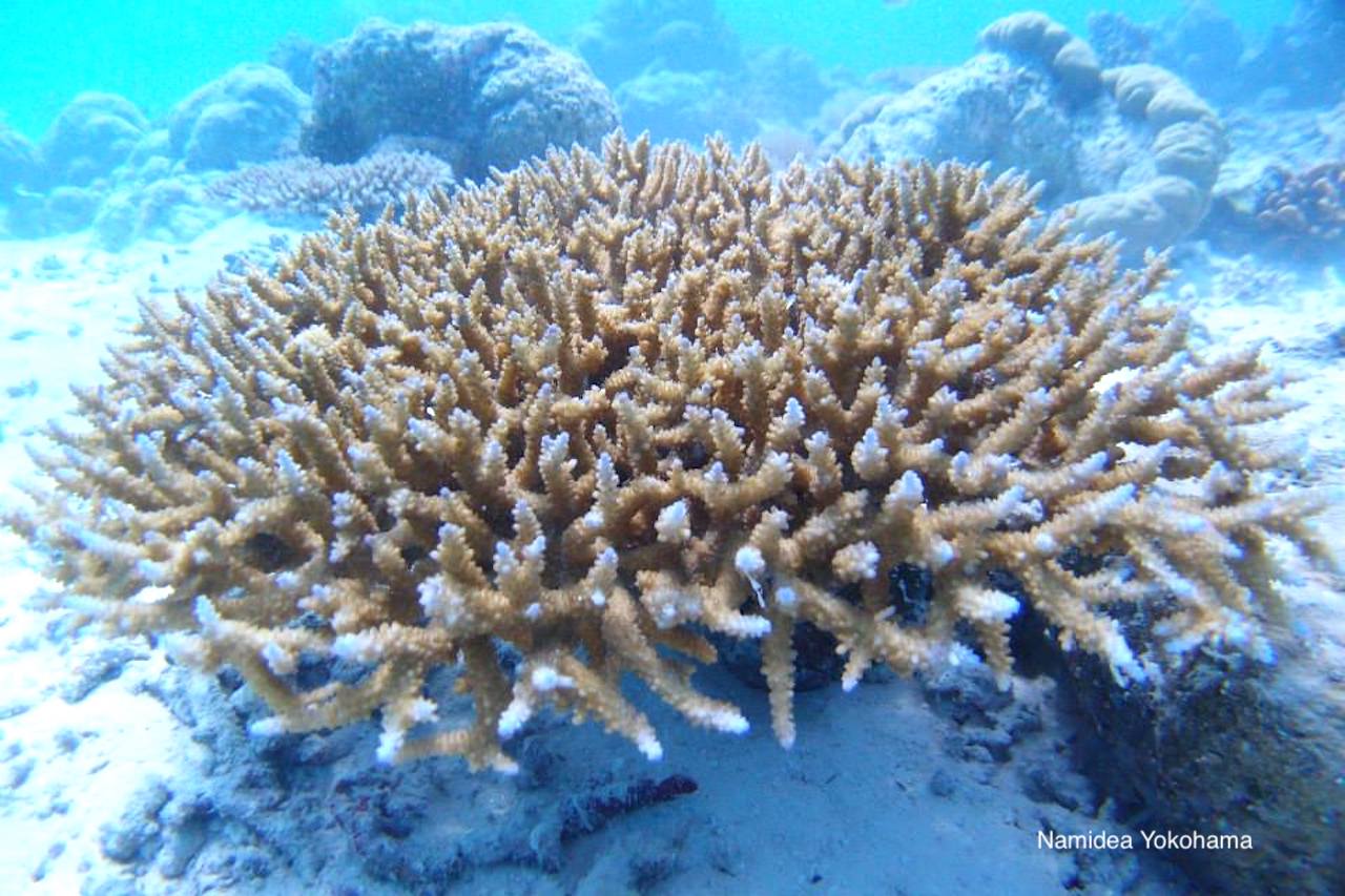 サンゴの写真