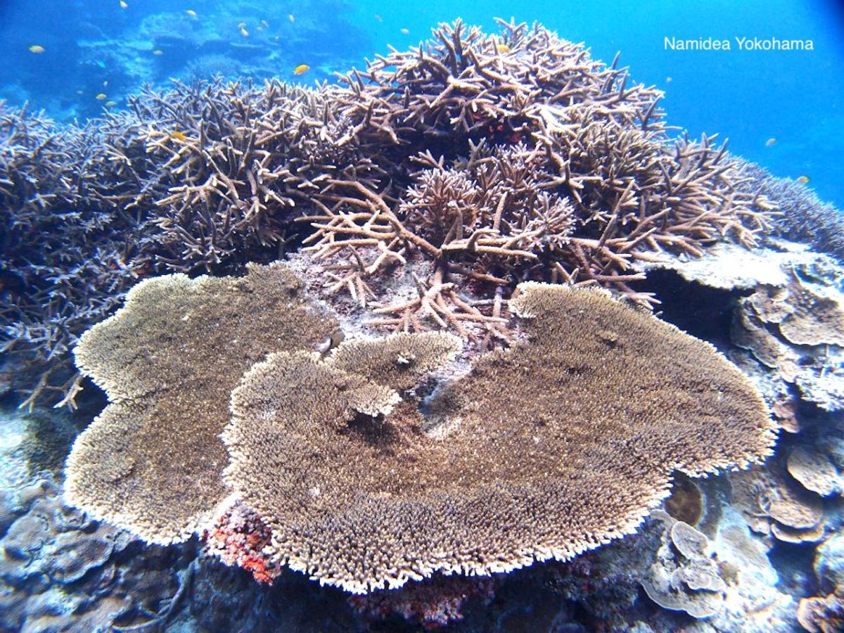 サンゴの写真