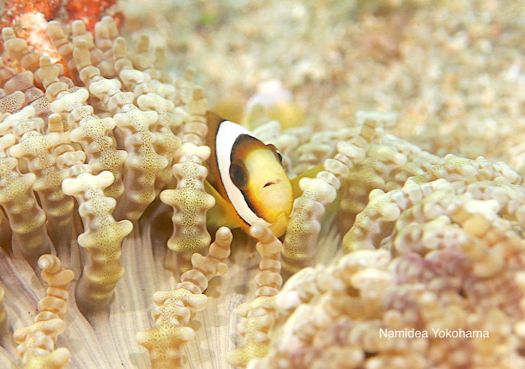 ここのイソギンチャクにはたくさんクマノミがいました