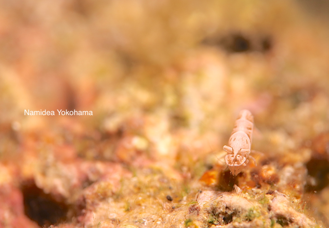 アニラオ で見たエビ　なんていう名前か不明