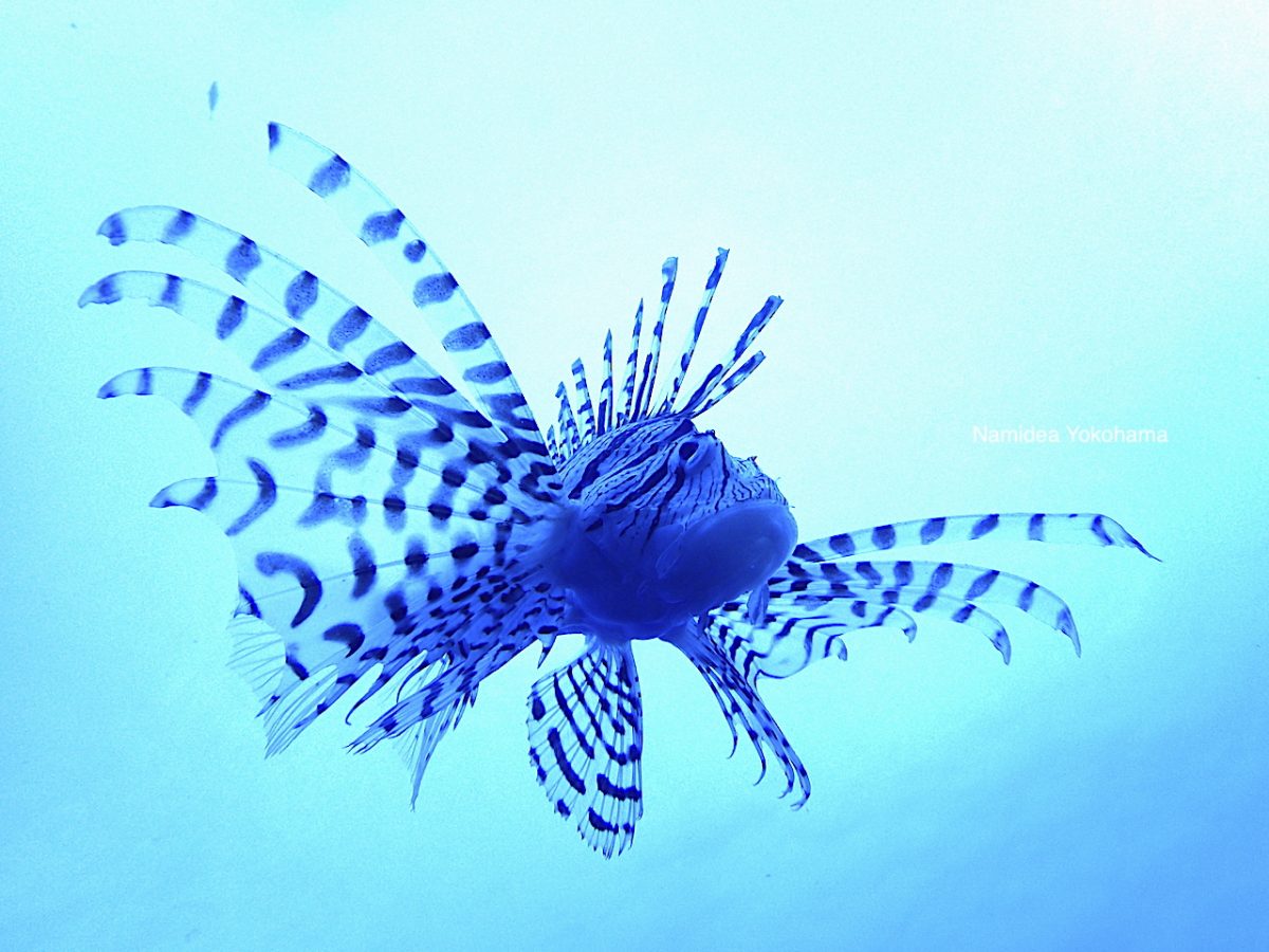 宙に浮いているようなミノカサゴ