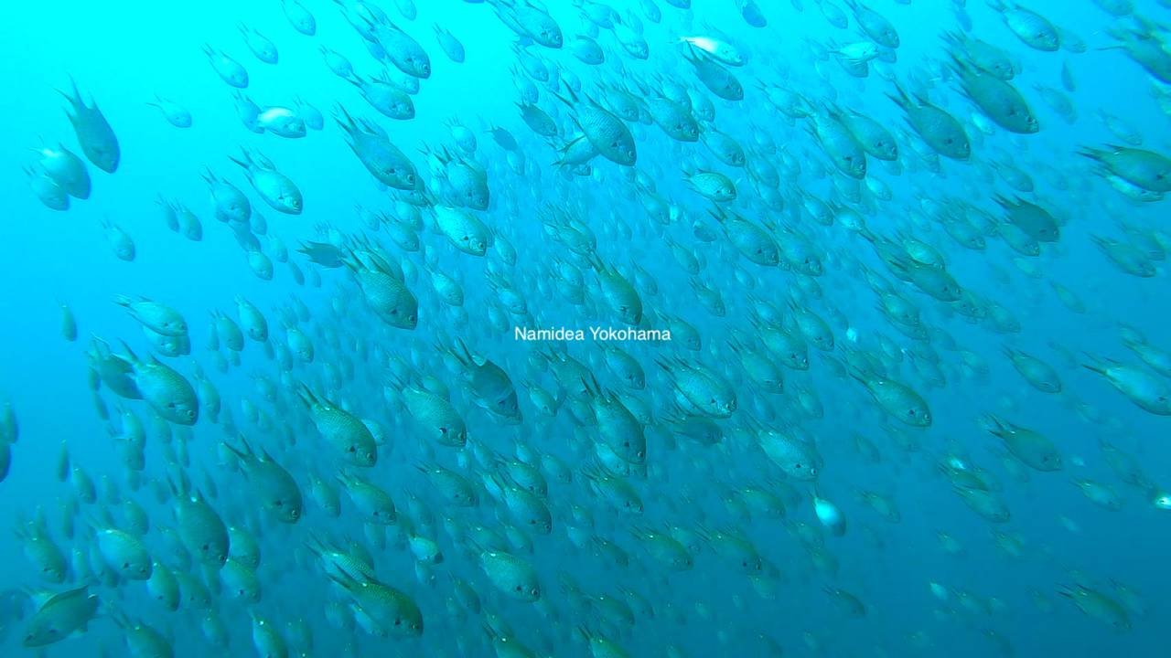 中層にいるスズメダイの大群