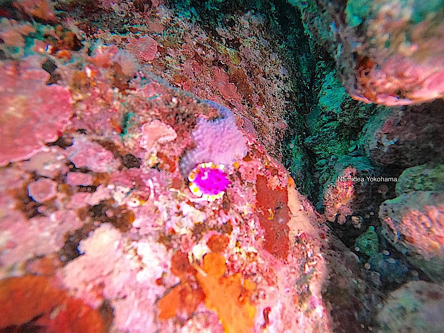 残念なスミレウミウシ