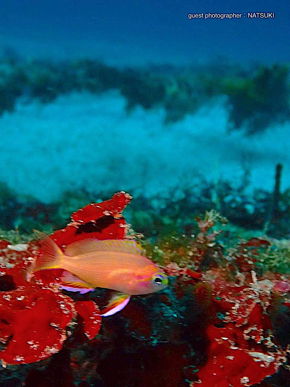 キシマハナダイ