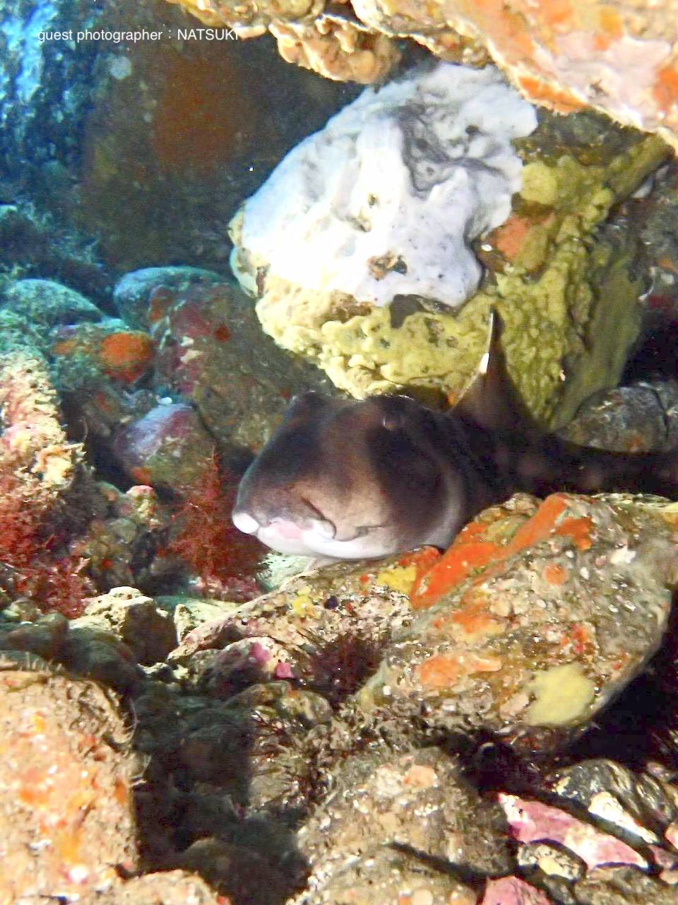 岩の隙間に隠れるネコザメ