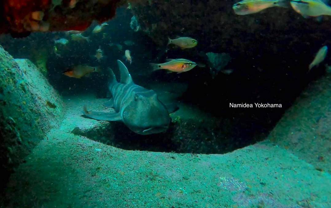 テトラポッドのネコザメ