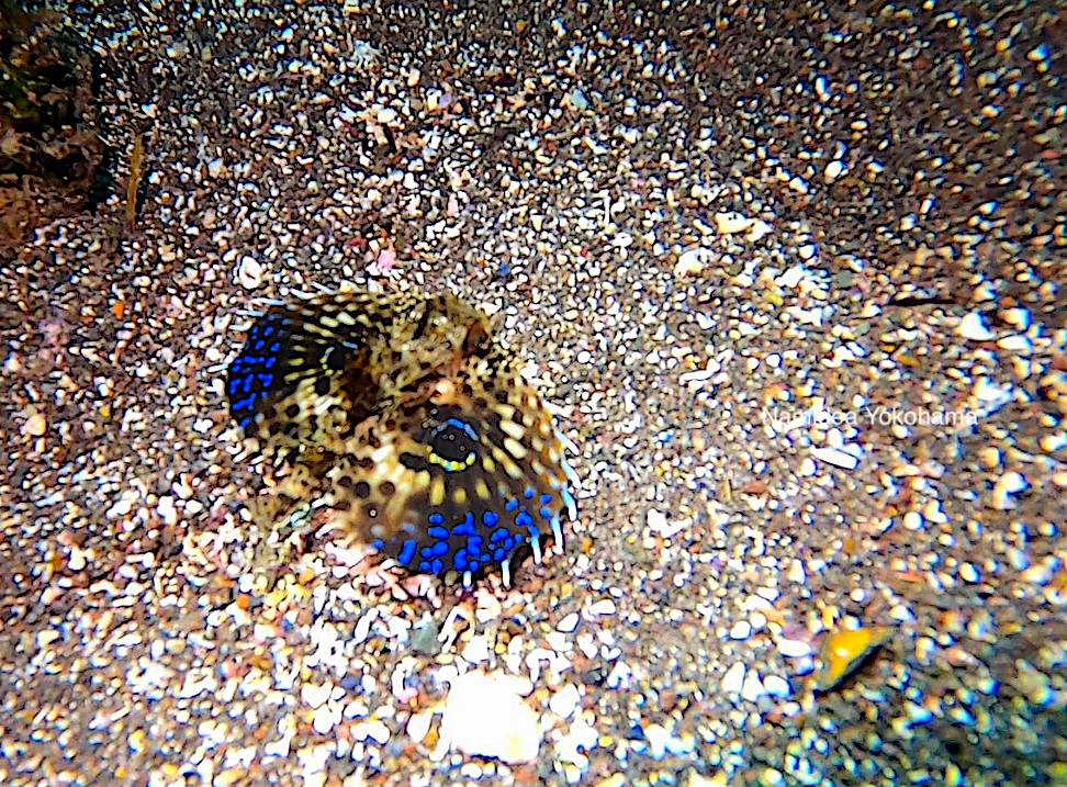 セミホウボウ