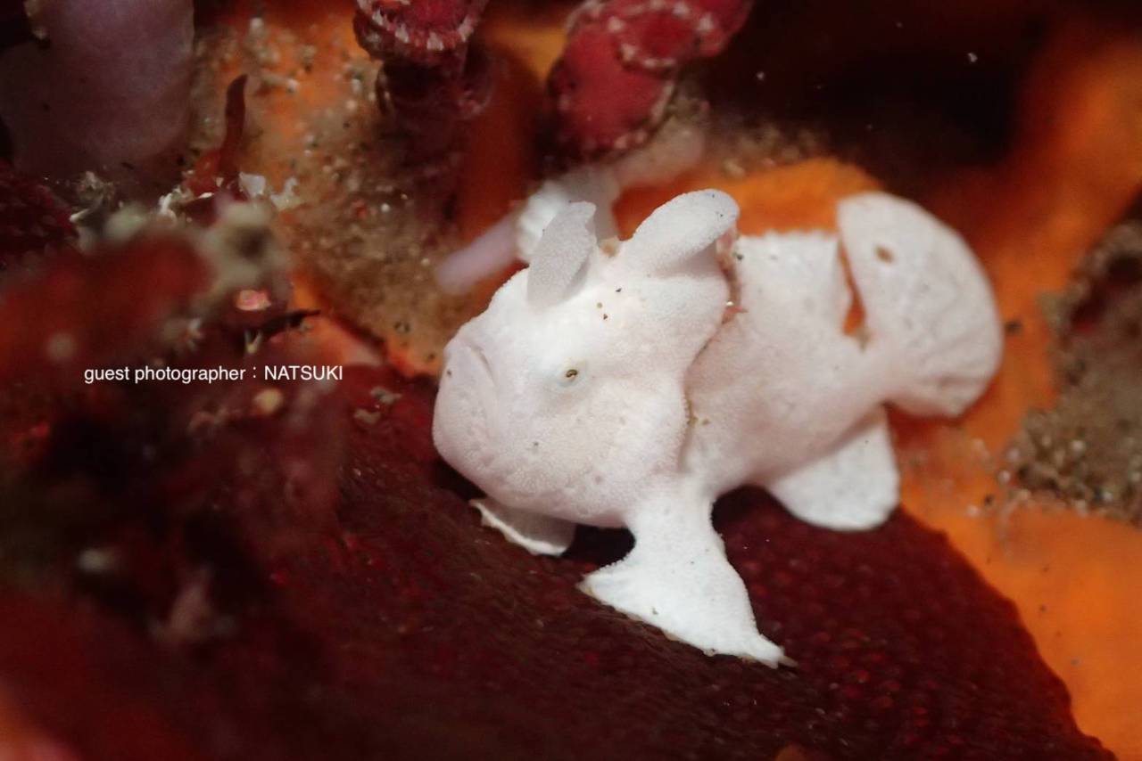 とても綺麗なイロカエルアンコウ