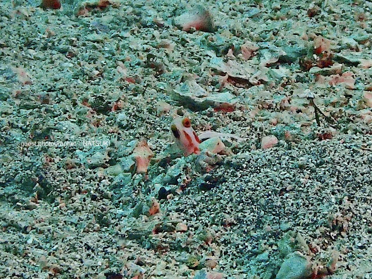 ヨコバマのヤシャハゼ