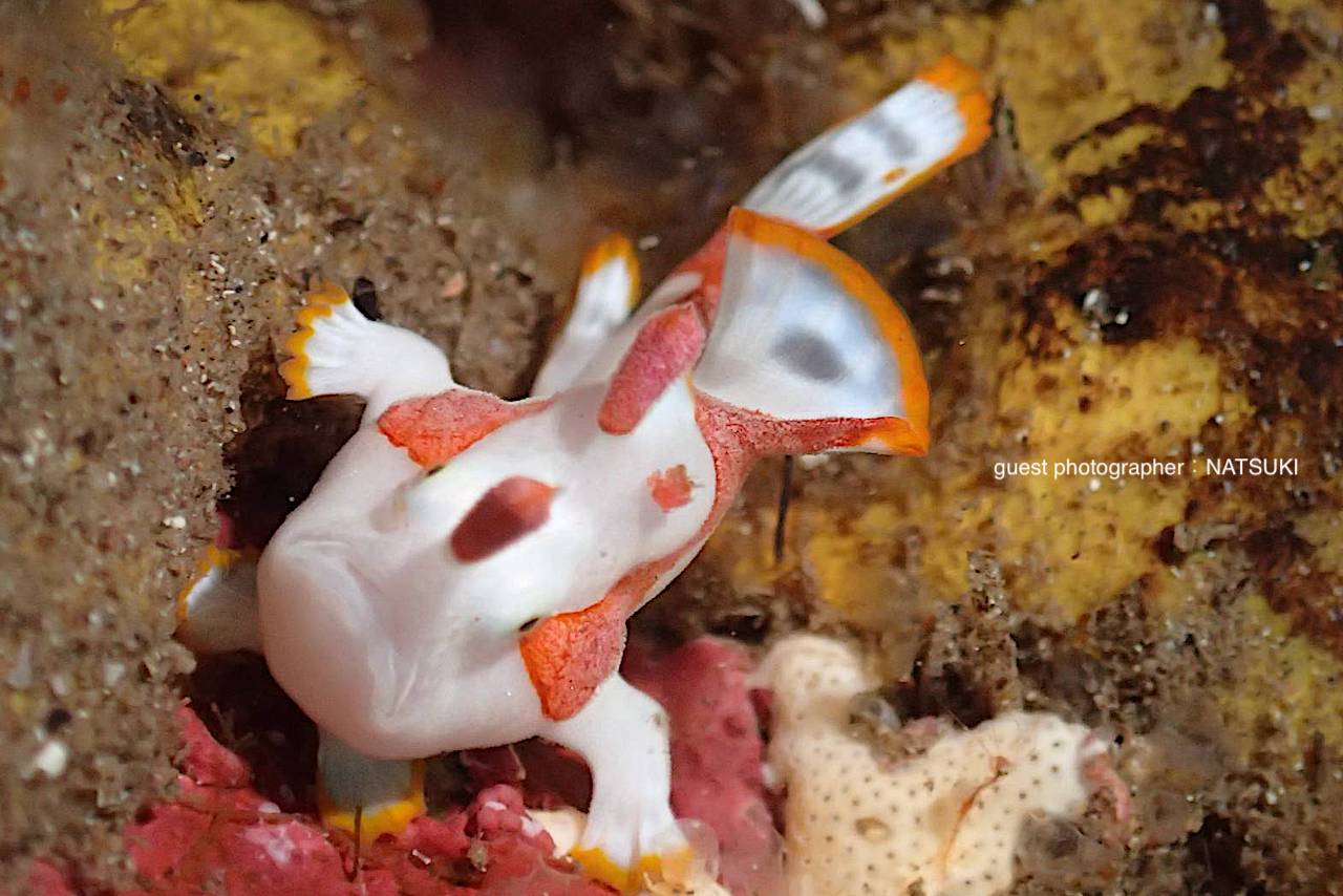 越冬したクマドリカルアンコウ