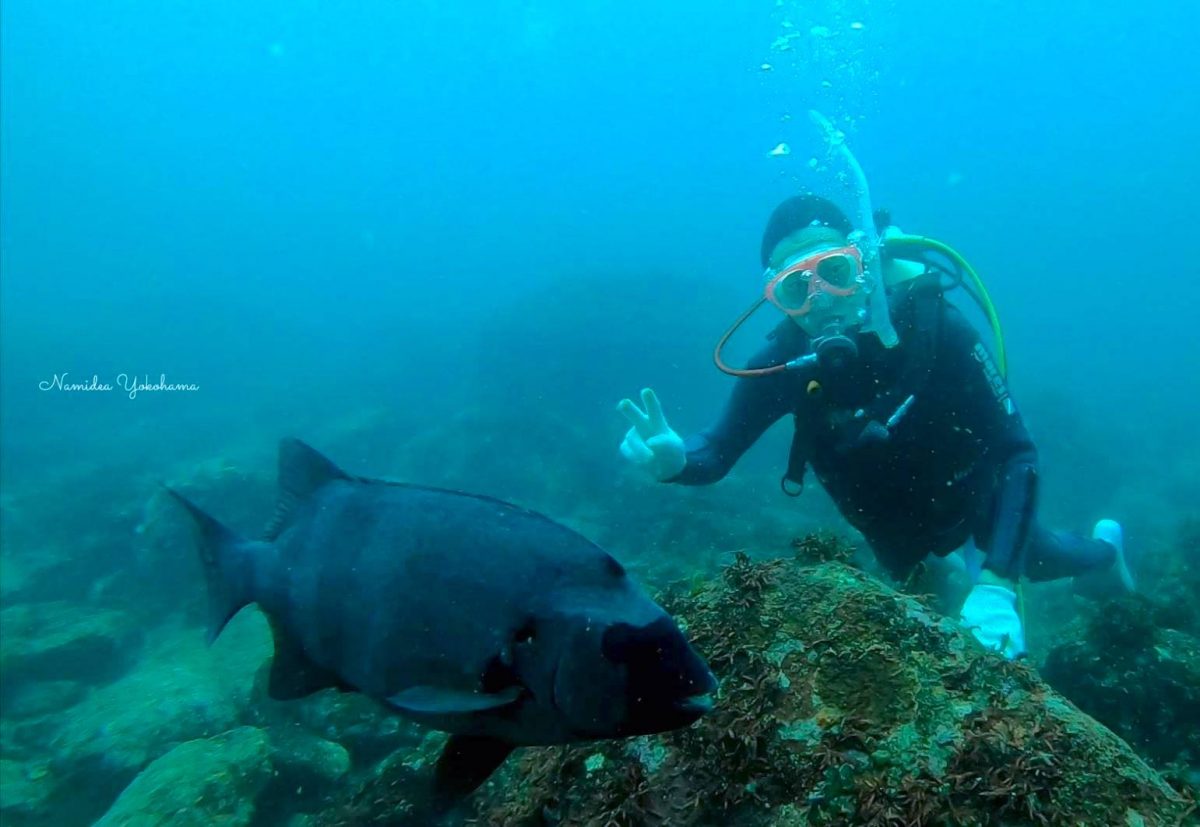 イシダイと一緒に泳いできました