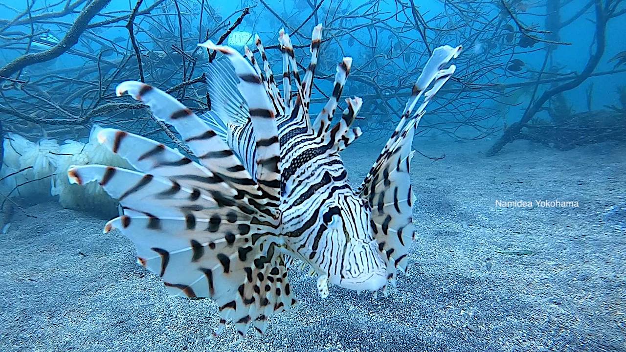 産卵床前で待機しているミノカサゴ